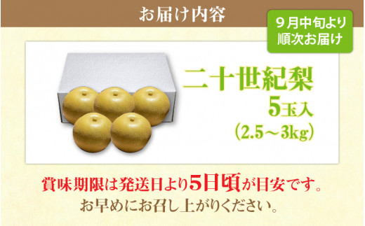 中国秀品 L~2L特大【天然 つぼみ 松茸 約450~500g】 本数 3～8本 - 野菜