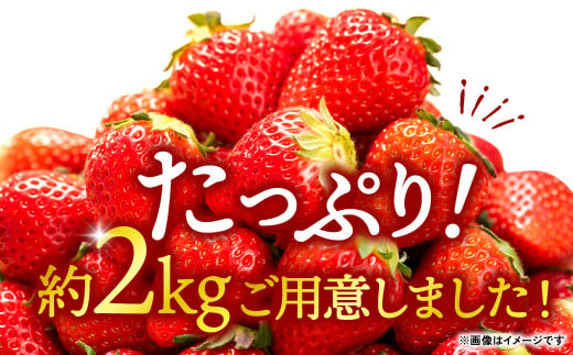 【訳あり】 熊本県産 いちご 合計 2kg (250g×8) 苺 イチゴ 【選べる発送月】 【ご選択月に発送予定】