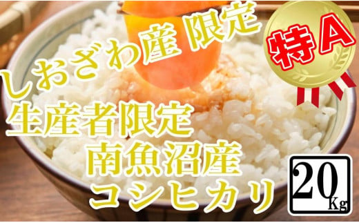 【精米20kg】しおざわ産限定 生産者限定 南魚沼産コシヒカリ 984859 - 新潟県南魚沼市