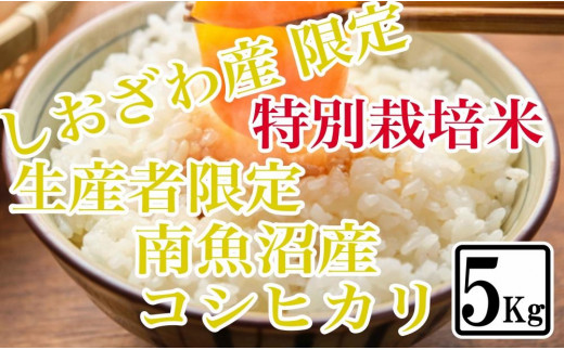 【精米5kg】特別栽培 しおざわ産限定 生産者限定 南魚沼産コシヒカリ 984936 - 新潟県南魚沼市