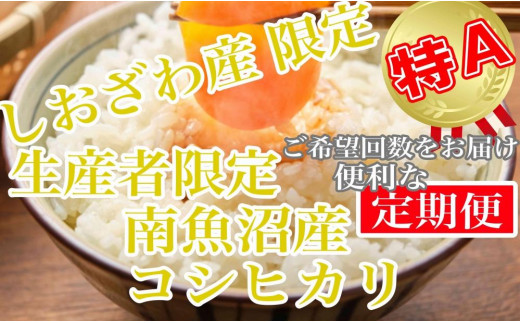 【令和7年産】【定期便8kg×12ヶ月】しおざわ産限定 生産者限定 南魚沼産コシヒカリ【2025年10月上旬より順次発送予定】