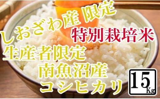 【精米15kg】特別栽培 しおざわ産限定 生産者限定 南魚沼産コシヒカリ 984938 - 新潟県南魚沼市