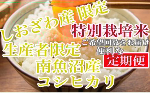 【令和7年産】【定期便5kg×12ヶ月】特別栽培 しおざわ産限定 生産者限定 南魚沼産コシヒカリ【2025年10月上旬より順次発送予定】 984959 - 新潟県南魚沼市