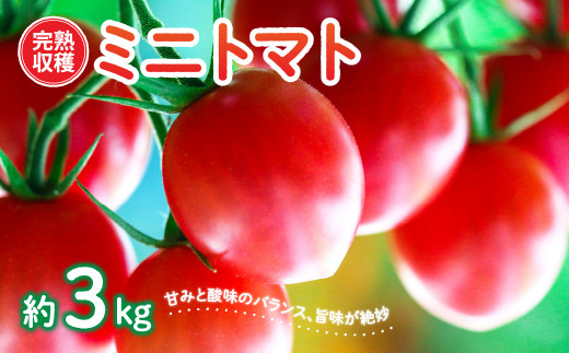 八代市産 完熟収穫ミニトマト 約3kg