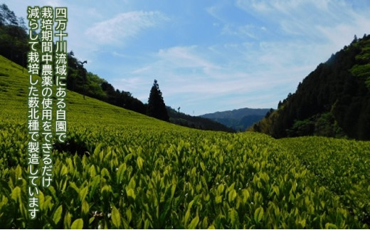 ふるさと納税 津野町 四万十紅茶〈リーフティー〉50g×10袋-