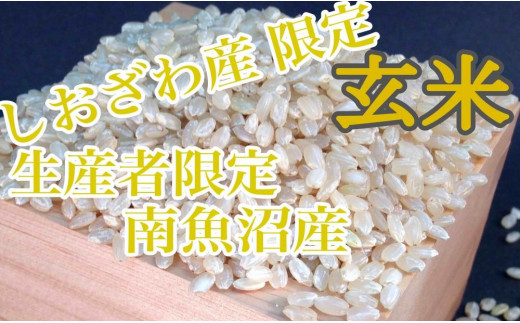 定期便20kg×6ヶ月】玄米 しおざわ産限定 生産者限定 南魚沼産