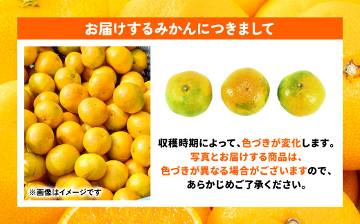 【訳あり】みかん5kg 熊本県産 訳あり 柑橘 ミカン 蜜柑