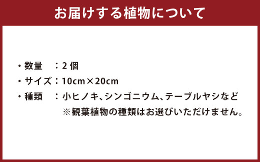 観葉植物 こけ玉 2個 セット 10cm×20cm - 熊本県菊陽町｜ふるさと