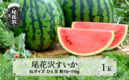 先行予約 尾花沢 すいか 5Lサイズ(約10～11㎏)×1玉 7月下旬～8月10日頃発送 2024年産 令和6年産 JA ja-su5xx1 241625 - 山形県尾花沢市