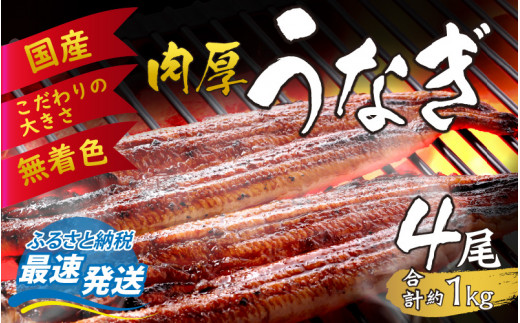 国産 活うなぎ蒲焼 約1kg (約270g×4尾)【愛知県産 国産 無着色 鰻 ウナギ うなぎ】 [D-124005]