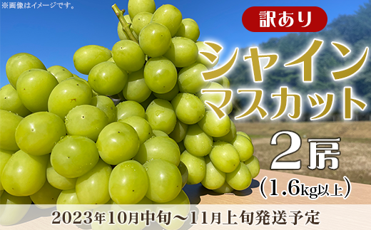 訳あり】シャインマスカット 2房（1.6kg以上）【2023年10月中旬～11月