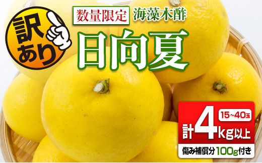 訳あり≪数量限定≫海藻木酢日向夏(計4kg以上)傷み補償分100g付き　フルーツ　果物　柑橘　みかん　国産 ZX5-22
