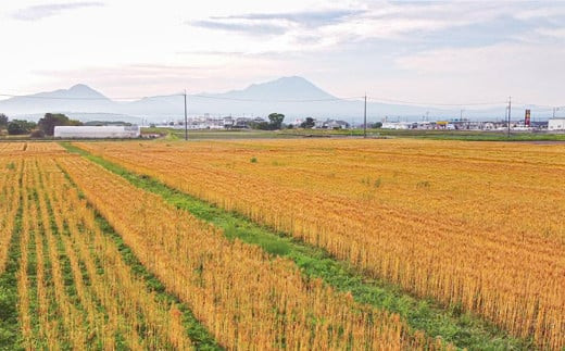 日吉津村の小麦畑です。