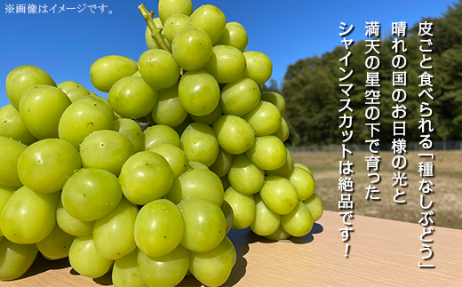 訳あり】シャインマスカット 2房（1.6kg以上）【2023年10月中旬～11月