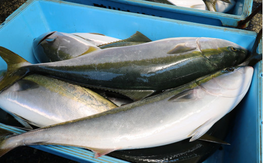 ブリは鴨川市での水揚げ量No.1。鴨川市を代表する魚です。