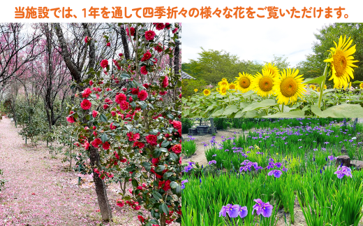 西日本随一の椿園には800数種類2,000本の花椿が咲き誇ります。6月は花菖蒲や紫陽花、夏には巨大なひまわり迷路が登場します。
