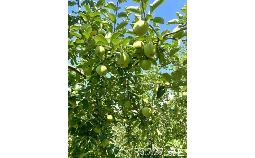 りんご サンふじ家庭用 10kg - 長野県中野市｜ふるさとチョイス