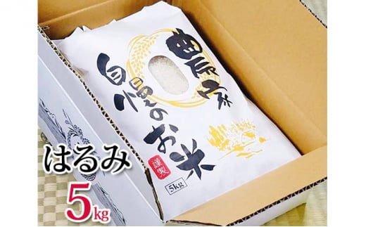 湘南藤沢のお米『はるみ』5kg 1023403 - 神奈川県藤沢市