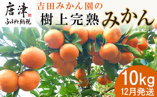 『先行予約』【令和7年1月から発送】吉田みかん園の樹上完熟みかん 10kg 柑橘 ミカン 蜜柑 フルーツ 果物 - 佐賀県唐津市｜ふるさとチョイス -  ふるさと納税サイト