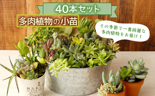 多肉植物の小苗４０本セット（４０種類アソート） - 高知県室戸市