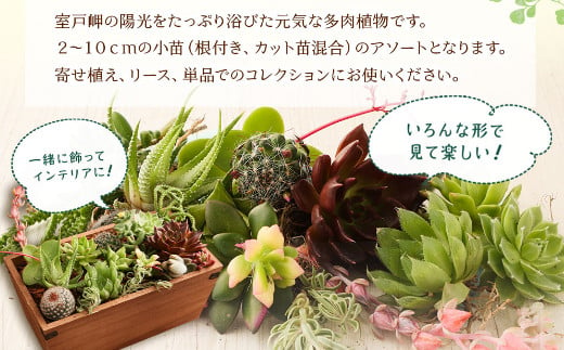 多肉植物の小苗４０本セット（４０種類アソート） - 高知県室戸市