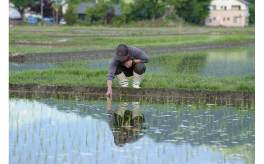 新米予約 令和5年産】【定期便】南魚沼塩沢産コシヒカリ１０kg×６回