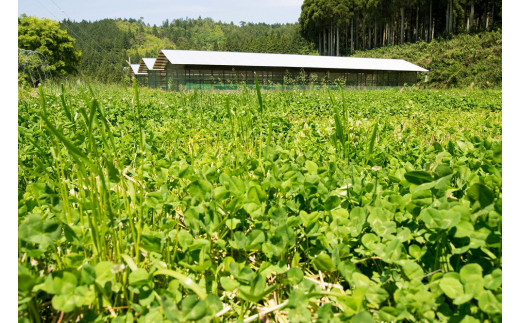 定期便月2回×6回】【蓮ヶ峯農場】京都奥丹波 純国産鶏もみじ 平飼い