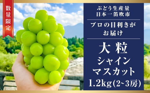 笛吹市産シャインマスカット 約1.2kg 2～3房【クール便発送】 992493