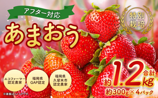 特別栽培あまおう 約300g×4パック イチゴ 苺 いちご
