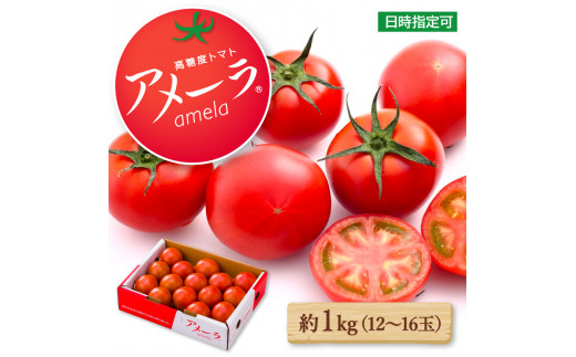 アメーラ トマト 約 1kg 12-16玉 高糖度 7.5以上 化粧箱入り 産地 直送