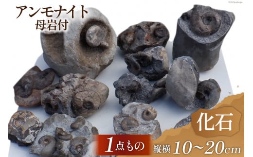 化石 1点もの 北海道産 アンモナイト 母岩付 縦横約10～20cm 1個 置物