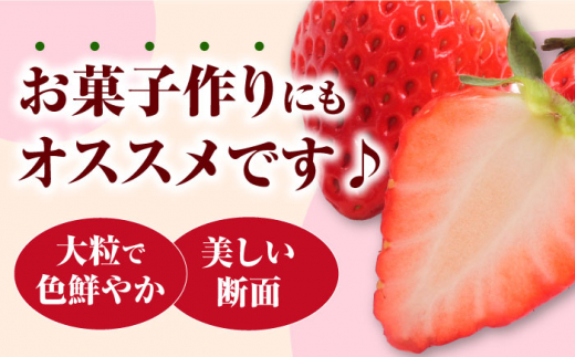 農家直送！長崎県産 いちご 厳選250g×4パック 苺 イチゴ フルーツ 長崎