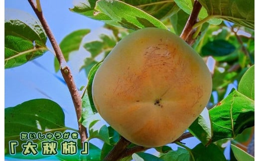 【先行予約：2024年10月初旬～発送】梨のような食感！「太秋柿」3L×10個（約3.2kg）