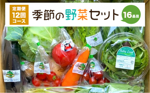 定期便12回】 季節の果物と野菜セット 16品目 - 熊本県八代市