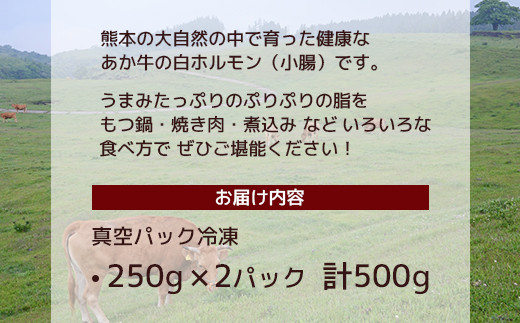 熊本あか牛の白ホルモン、是非ご賞味ください。