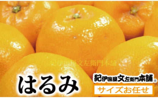 はるみ  約3kg/  サイズおまかせ ※2025年1月下旬～2025年3月中旬頃に順次発送予定(お届け日指定不可)　紀伊国屋文左衛門本舗 / みかん 柑橘 果物 フルーツ オレンジ 和歌山【sutb461B】 1525339 - 和歌山県すさみ町