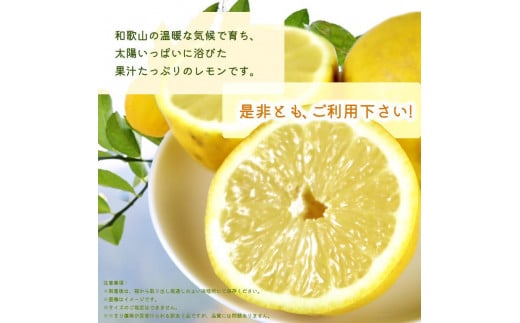 ご家庭用訳あり】 紀州有田産レモン 2.5kg【2025年3月上旬以降発送