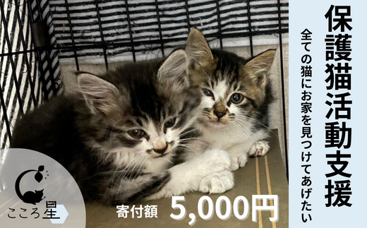 [お礼の品なし]保護猫活動支援〜野良猫から地域で見守るさくら猫に〜 寄付額5,000円