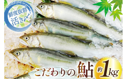 魚貝類の返礼品おすすめ人気ランキング【主要サイト一括比較】