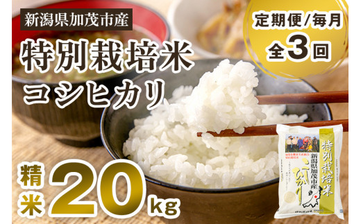 【定期便3回毎月お届け】特別栽培米 コシヒカリ 精米 20kg（5kg×4）白米 従来品種コシヒカリ 加茂有機米生産組合 新潟県 加茂市産 白米 米 お米 定期便 1000893 - 新潟県加茂市