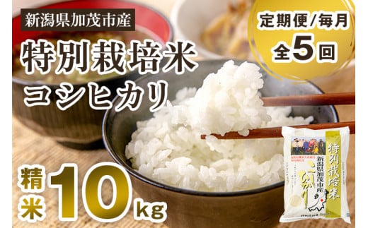 【令和6年産新米】【定期便5ヶ月毎月お届け】特別栽培米 コシヒカリ 精米 10kg（5kg×2）白米 従来品種コシヒカリ 加茂有機米生産組合 新潟県 加茂市産 白米 米 お米 定期便 1000865 - 新潟県加茂市