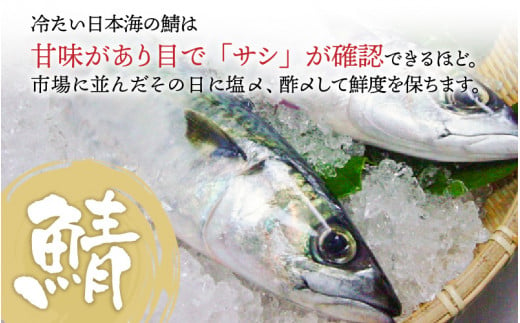 冷たい日本海の鯖だからこそ、甘味があり、目で「サシ」が確認できるほど脂がのっています。