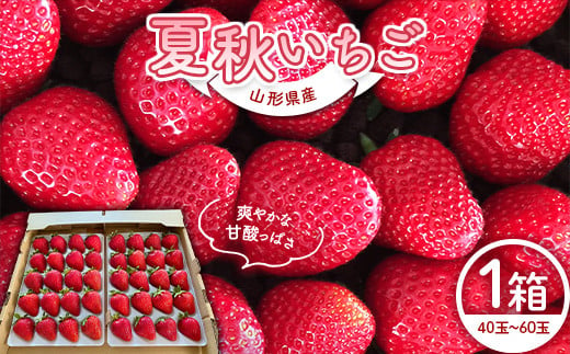 山形県産 夏秋いちご サマーティアラまたはすずあかね 40玉～60玉 1 箱 （約600g） FSY-0784  1025089 - 山形県山形県庁