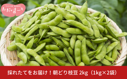 新潟県産　枝豆　朝採り　A品  2kg