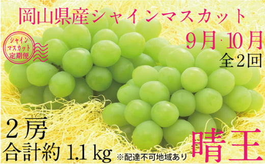 ぶどう 2024年 先行予約 9月・10月発送 シャイン マスカット 晴王 2房（合計約1.1kg） ブドウ 葡萄 岡山県産 国産 フルーツ 果物  ギフト[№5735-1694]