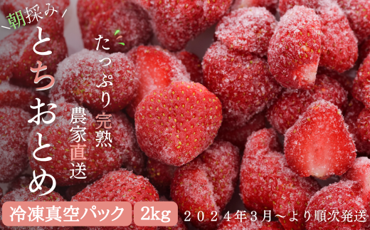 【緊急支援品/2024年3月より発送】完熟朝摘みとれたての冷凍いちご　とちおとめ　約2㎏（500g×4パック）　 農家直送の冷凍苺を真空パックでお届け|永井いちご園