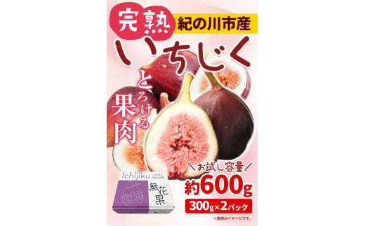 和歌山県紀の川市のふるさと納税 お試し小容量 完熟いちじく 約600g (300g × 2パック) お試し パック いちじく イチジク 無花果 紀の里農業協同組合《9月上旬-11月上旬頃出荷》 和歌山県 紀の川市 青果物 果物 くだもの フルーツ スイーツ