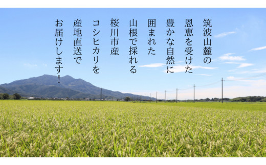 【 令和5年度産 】新米 数量限定 桜川市産 こしひかり 15kg（5kg×3袋） 茨城県産 桜川 米 お米 白米 コメ ごはん 精米 コシヒカリ  こしひかり 国産 限定 [AX009sa]