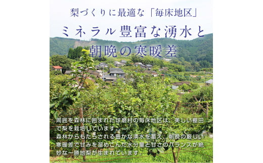 熊本県球磨村のふるさと納税 FKP9-407 【先行予約】≪わけあり≫マンゴー梨 4kg 果物 フルーツ なし ナシ 毎床すなお梨園 熊本県 球磨村 九州