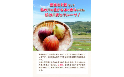 和歌山県紀の川市のふるさと納税 お試し小容量 完熟いちじく 約600g (300g × 2パック) お試し パック いちじく イチジク 無花果 紀の里農業協同組合《9月上旬-11月上旬頃出荷》 和歌山県 紀の川市 青果物 果物 くだもの フルーツ スイーツ